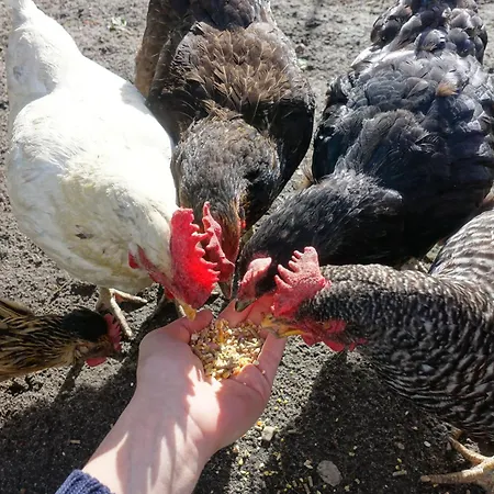 Omas Linde * Brandenburg (Brandenburg an der Havel)