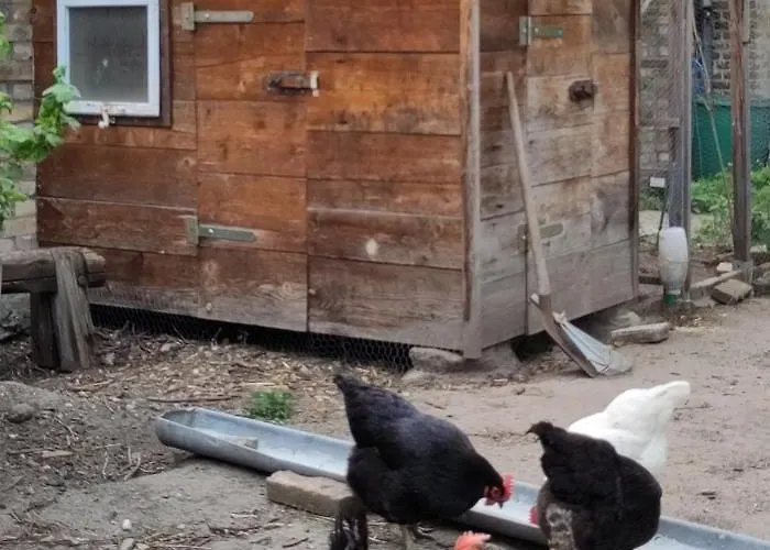 Omas Linde * Brandenburg (Brandenburg an der Havel)