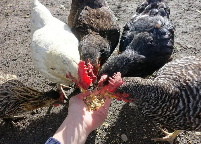 Omas Linde * Brandenburg (Brandenburg an der Havel)